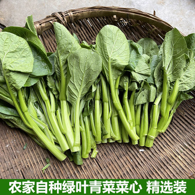 广东菜心甜菜心苗菜青菜