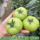 湖北农家露天新鲜蔬菜本地青番茄西红柿青西红柿绿番茄青皮西红柿