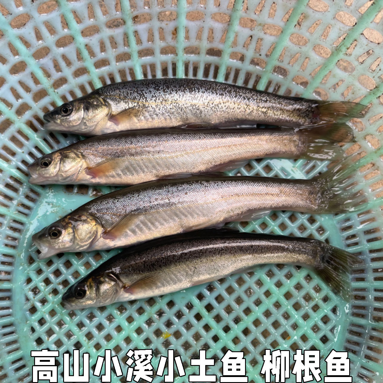 湖北高山小溪冷水鱼柳根鱼鲜活鱼鲜活水产小鱼生鲜小杂鱼小溪鱼