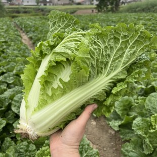 散叶白菜新鲜软叶白菜毛白菜本地青菜绿叶菜白菜新鲜青白菜包邮