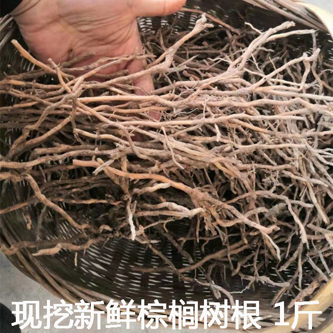 新鲜棕树根棕桐根现挖棕榈根1斤包邮农产品棕榈树树根包邮