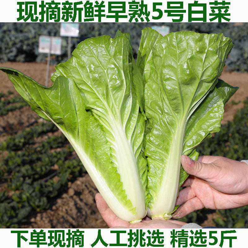 新鲜大白菜湖北农家蔬菜绿白菜农家自种细长青麻叶大白菜五斤包邮