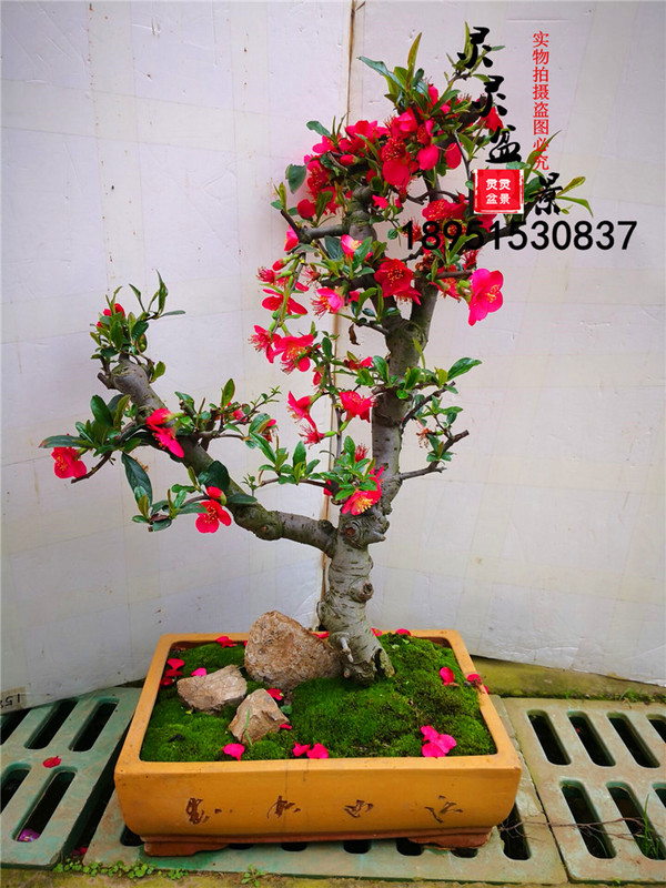 实拍红花木瓜海棠盆景18年原生造型老桩小品盆景庭院 一物一拍