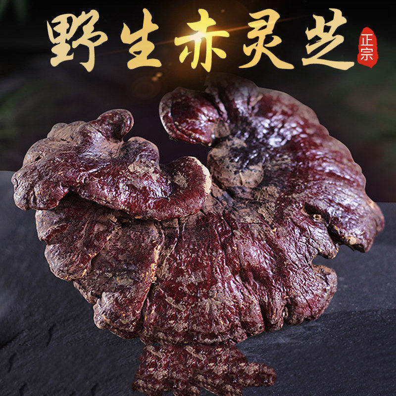 神农架野生赤灵芝250g名贵中药整枝干货天然林芝紫灵芝非一斤