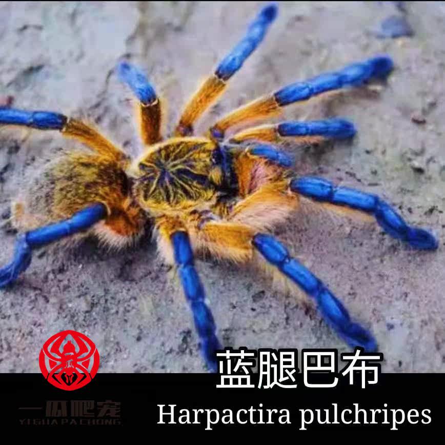 South Africa Babu Spider living thing Chile Fire Rose Babu Togo Cluster Babu Hercules Giantin the Pet/Pet food and supplies , Reptile/Insects and supplies Ming , Spider  category - from Buy2taobao.com to provide professional Taobao agent buy service