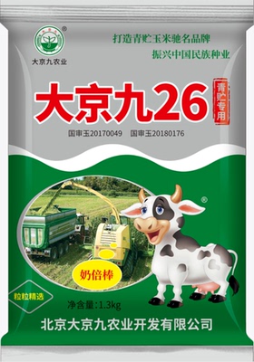 青贮26青储种子大京九玉米高产