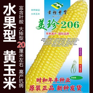 超甜高产美珍206甜脆水果玉米种子脆甜糯春季杂交种孑甜玉米种子