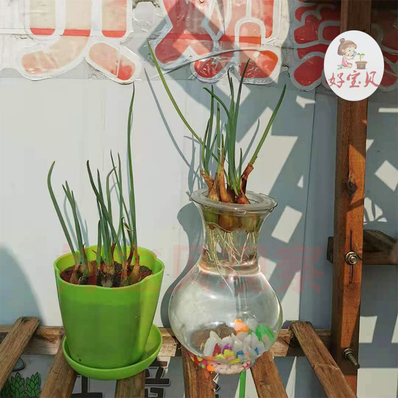 亲子观察幼儿园学生作业水培土培植物小葱香葱盆栽蔬菜绿植