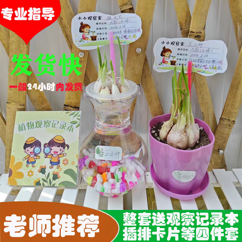 好宝贝水培土培发芽大蒜幼儿园儿童观察日记植物小盆栽套餐包邮