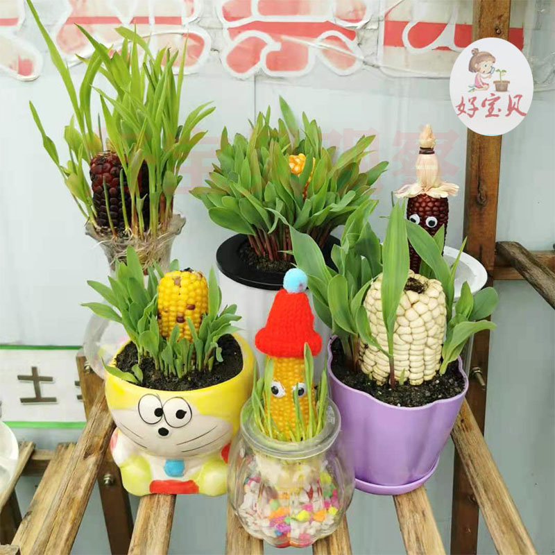好宝贝水培土培发芽玉米蔬菜幼儿园观察日记植物小盆栽套餐包邮