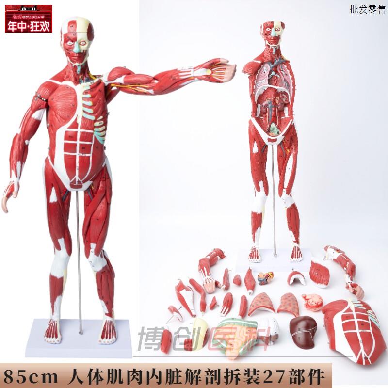 人体肌肉模型可拆卸人模型全R身肌肉解剖骨骼艺用肌肉起止点医用