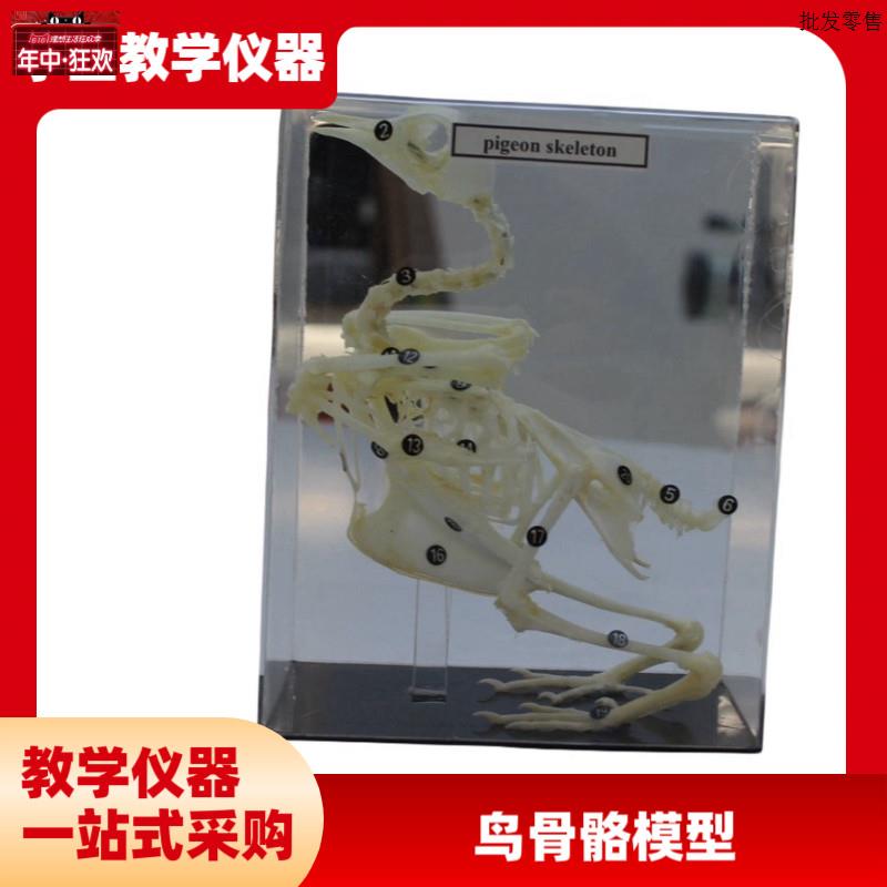 中英文版鸽骨骼结构鸟兽骨骼结Z构模型教学教具厂家中学教学仪器