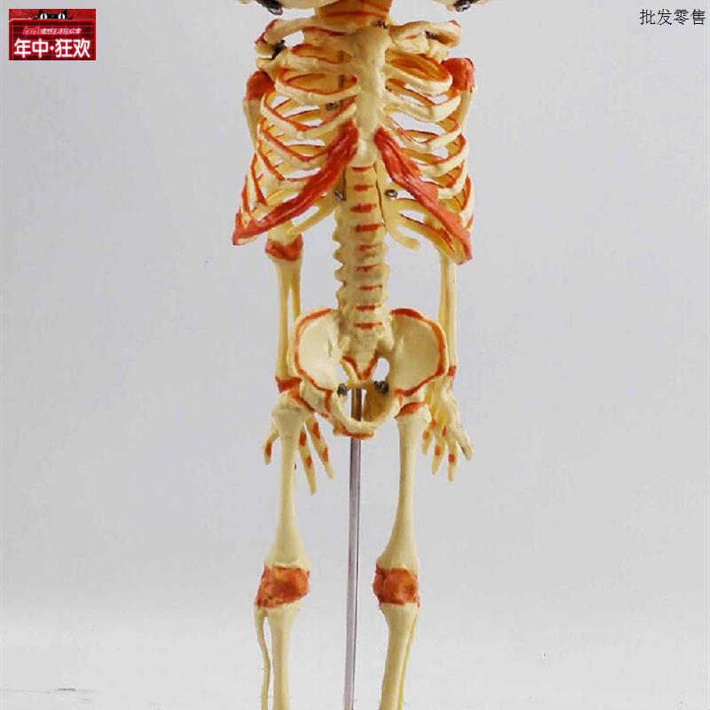 婴儿双头骷髅骨骼骨架人骨模型素描人M体教学医用高仿真1比1PVC