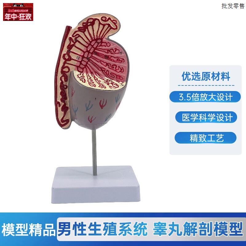 睾丸模型睾丸结构模型生殖泌尿模型男性生殖W器解剖计生展示用品