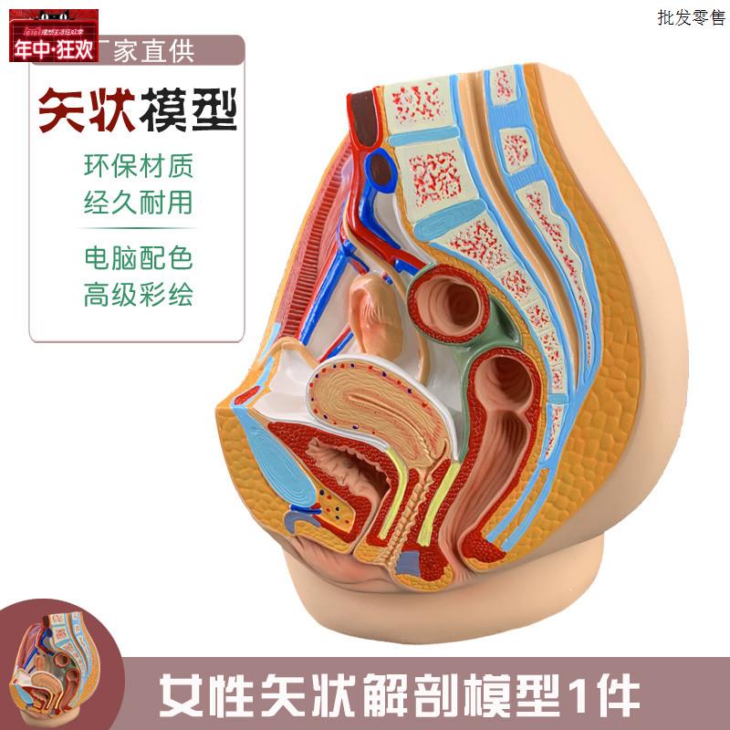 教学仿真女盆腔模型女性泌尿生殖系统标本正中M矢状切人体解剖医