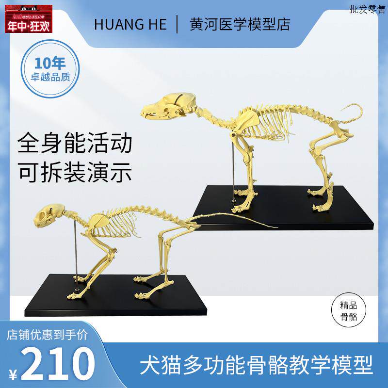 可拆装犬V猫骨骼模型适用兽医学院教学教具宠物医院摆饰模型