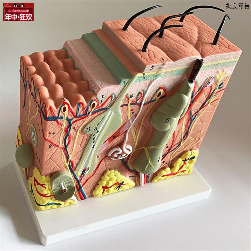 人体皮肤结构解剖K模型真皮表皮皮下组织构造包邮PVC环保A级材料