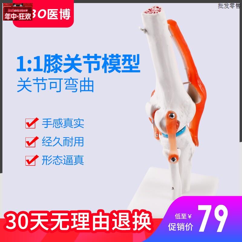 人体膝关节骨骼模v型医用骨骼骨架模型医学用膝关节骨骼教学教具