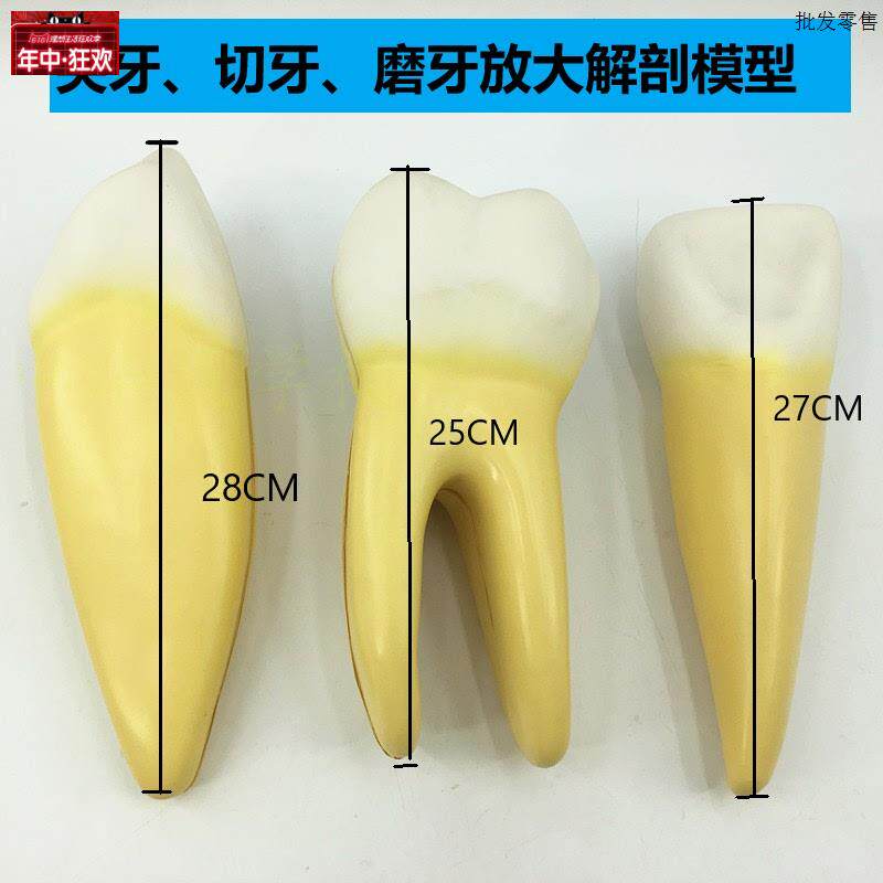 正常牙齿C放大12倍模型(3只/套)牙解剖模型牙科教学模型
