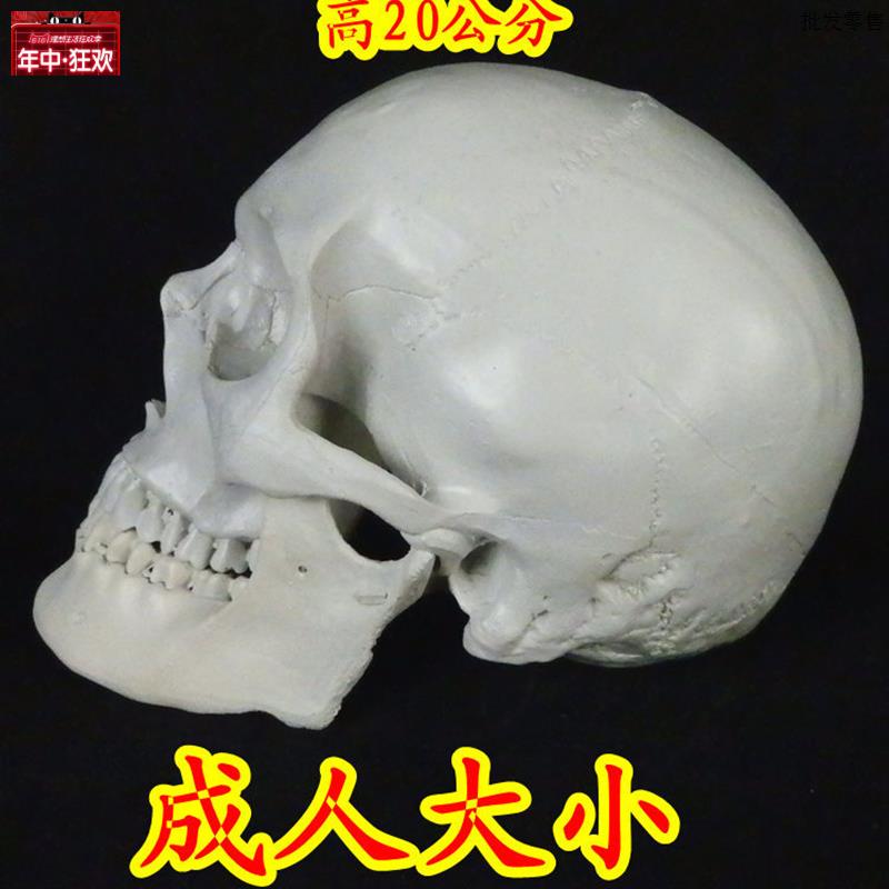 高仿真11人类头骨模型k仿真拍摄道具面具头骨模型树脂骷髅头