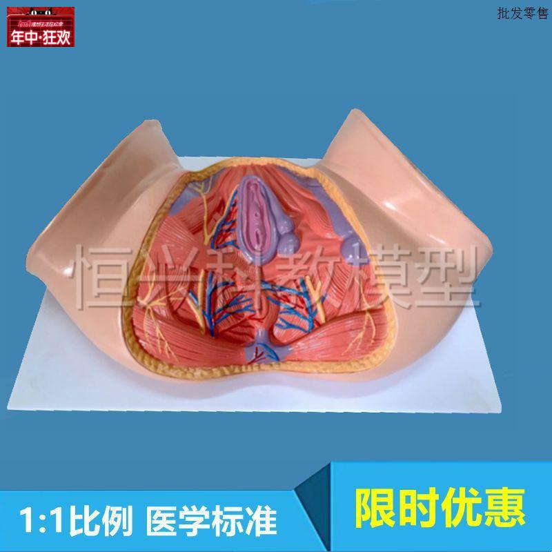女会阴模型外阴解剖肌肉层次N血管神经局部盆底肌肛周产后妇产科