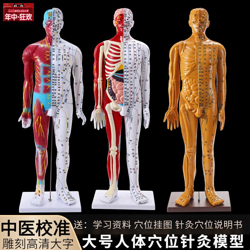 中医人体针灸穴位模型经络铜人小人按摩教学教具男模85zcm大号家
