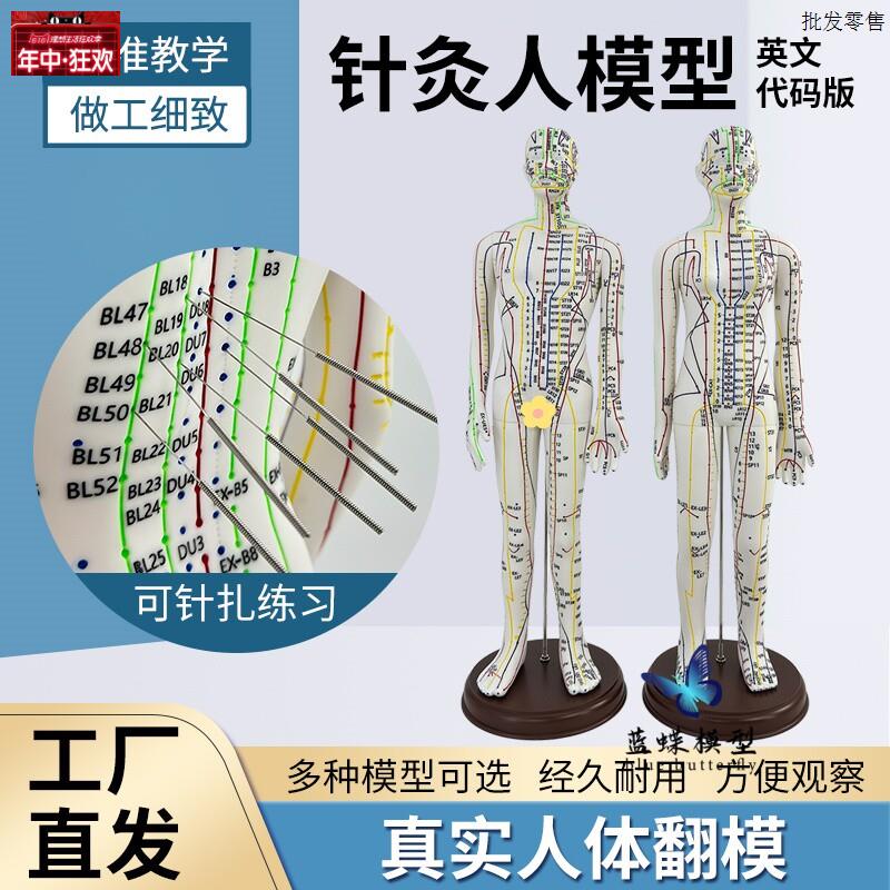 英文代码版人体全身经络穴b位模型高清刻字彩色超清晰中医针灸人