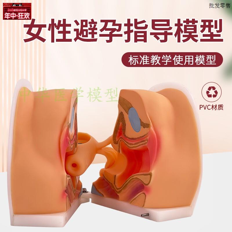 扩阴训练女性生殖器模z型宫颈阴道卵巢妇科检查生殖私密教学1比1