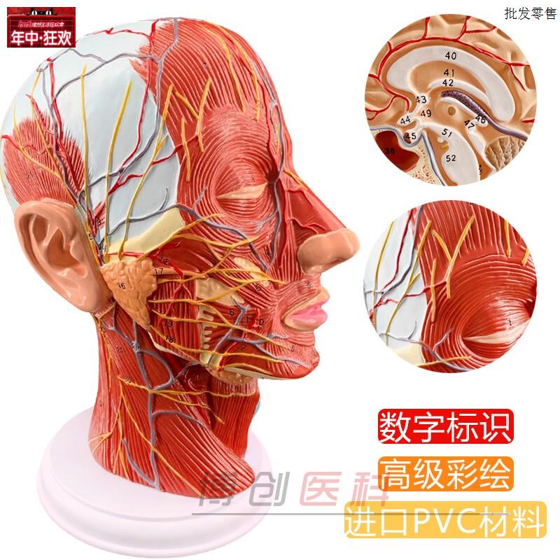 医用头部神经解剖模型正中矢状切面面部结构展示教学Z用头部模型