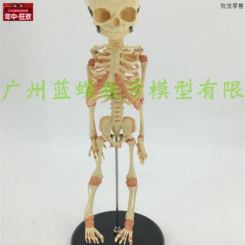 婴儿骷髅模型婴儿骨骼F模型幼儿骨架人骨模型素描人体教学