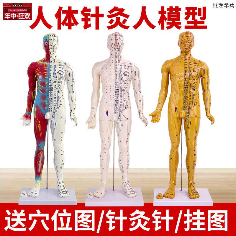刻字超高清晰人体穴位模型针J灸按摩教学模型80CM半皮半肌经络模