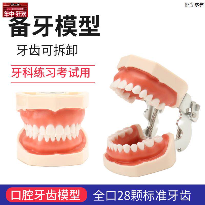口腔教学牙齿模型仿真树脂离体牙模.考试窝沟备牙练习口腔仿真牙