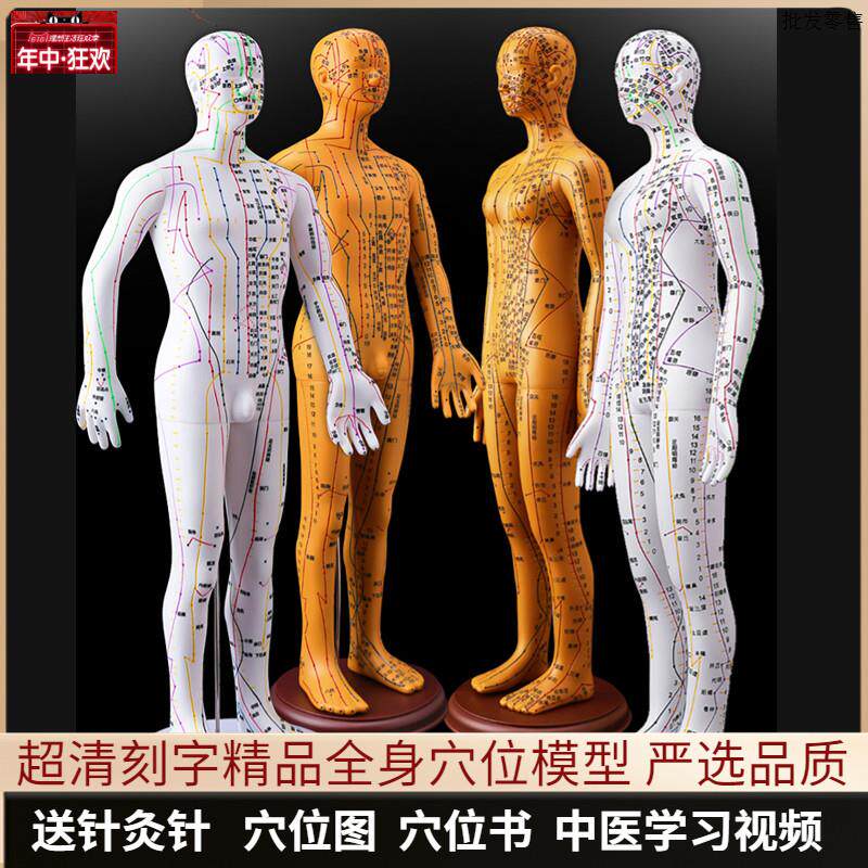 针灸穴位人体模型可扎针经络全身图小铜人模特K大真人十二人形练