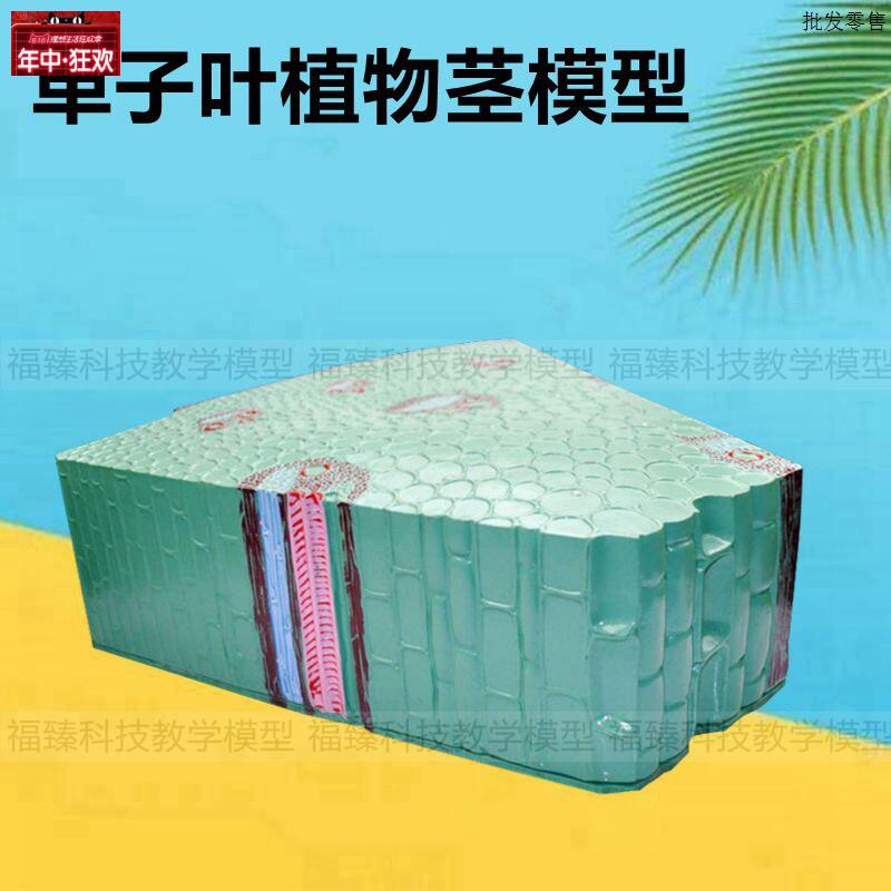 单子叶植X物茎模型细胞叶子结构双子叶导管筛管中学高中生物课教