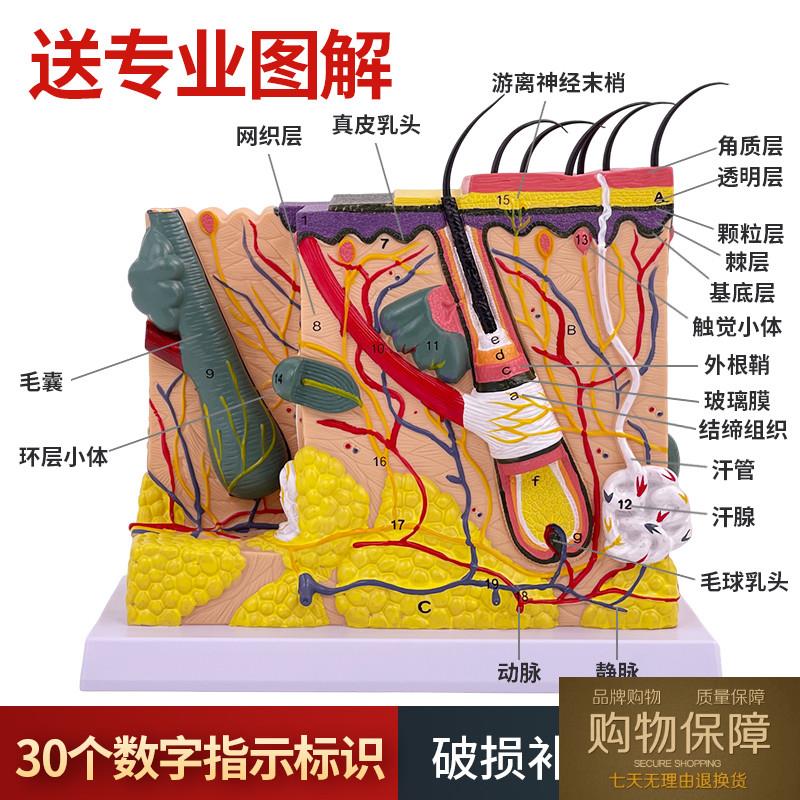 人体皮肤组织结构放大模型 皮肤切面解剖模型美容整形皮肤微整形