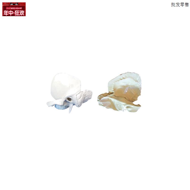 颞骨解剖放大模型
