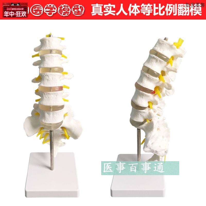 腰椎带尾骨模型腰椎模型骨骼模型5节腰椎骨骼.模型脊椎模型
