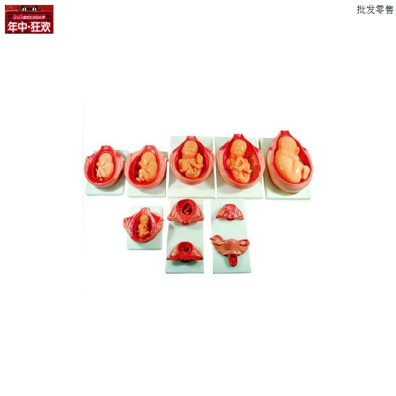 妊娠胚胎发育过程模型/怀孕胎儿发育模型/十K月胚胎模型/孕期十件