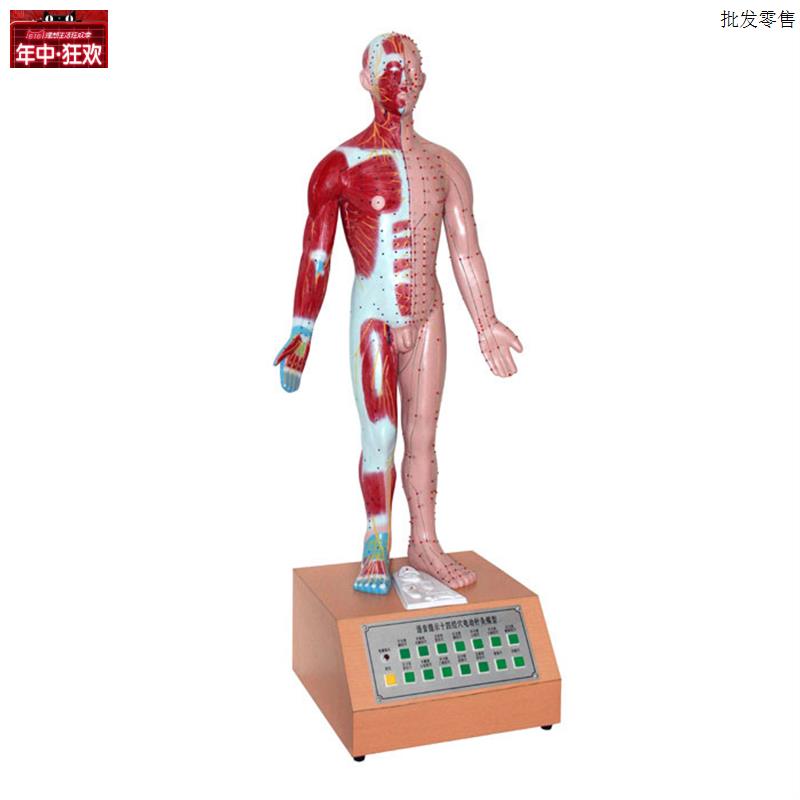 人体中医用电动语音语言提示十四针灸模型解剖经脉络w穴位标本模