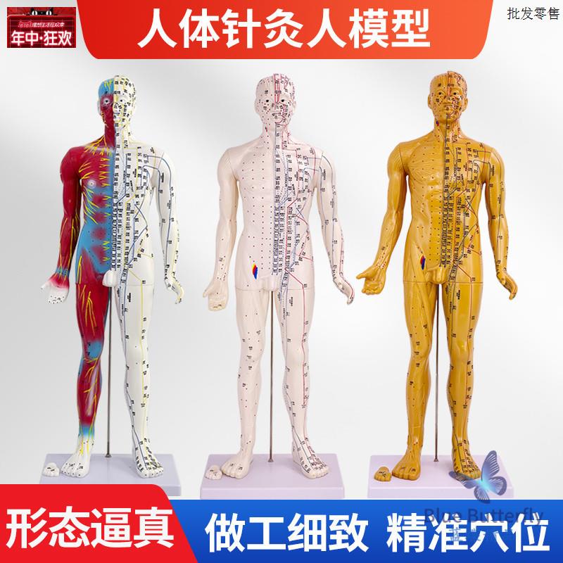 85CM中医针灸穴位人体W模型教学全身十二经络图半皮半骨骼解剖铜