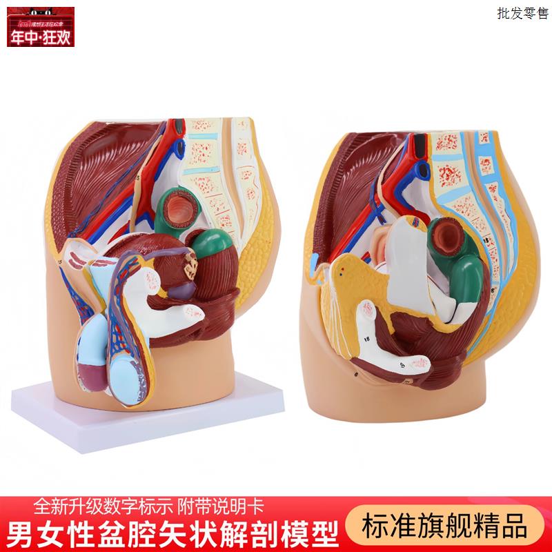 男女性生殖系统器官解剖模型医学教学矢状切人体r子宫盆腔泌尿仿