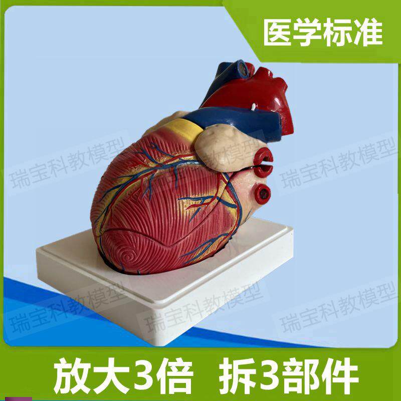 人体心脏模型多种款式可拆卸肺主动脉瓣膜心房b超w教学医用解剖