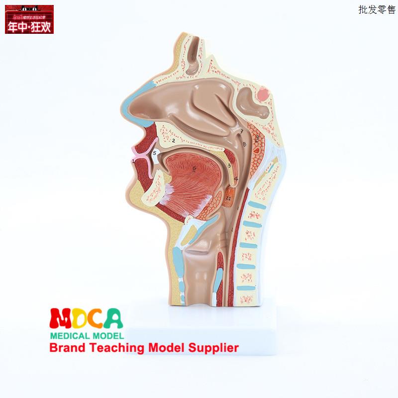 正常款头部解剖模型口腔医用血管神经鼻腔咽喉模型医学W教学MBQ00