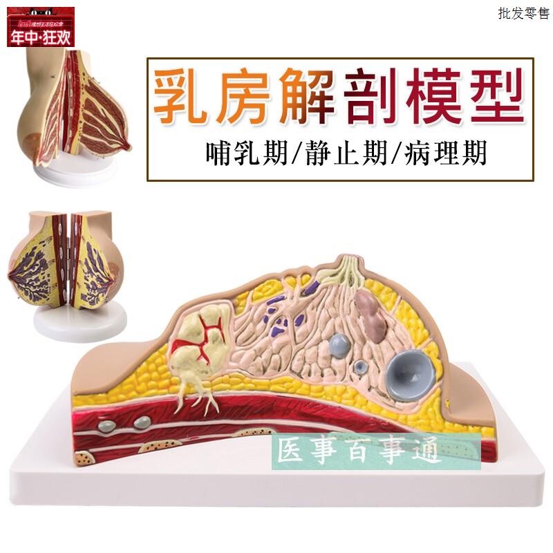 乳房模型胸模型胸部解剖模型静止期哺乳.期女性乳房结构造教学医
