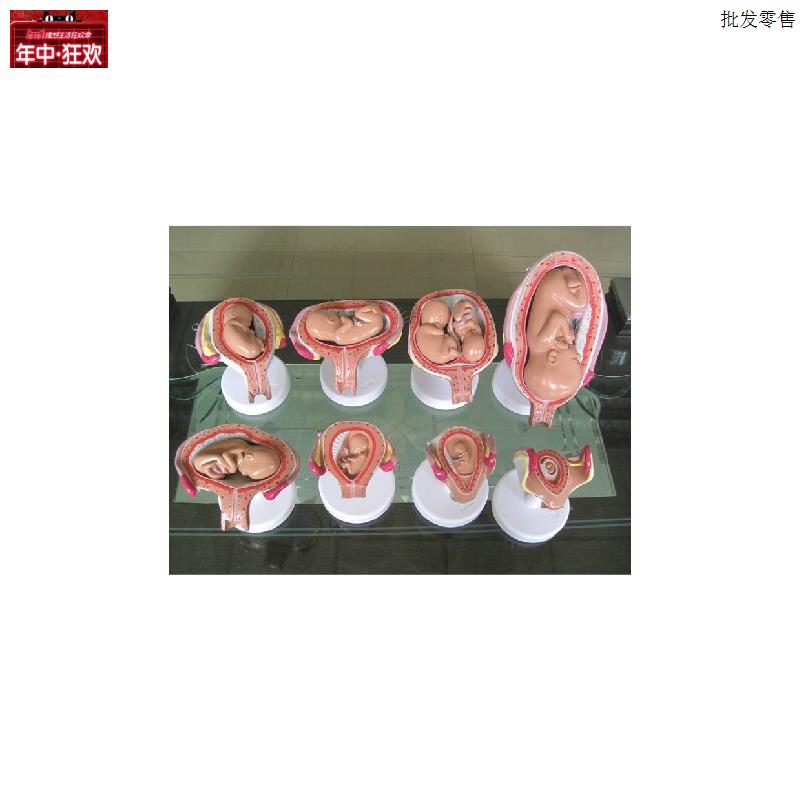 胎儿妊娠发育过程模型/怀孕胎儿模C型/妊娠胚胎模型(8件)