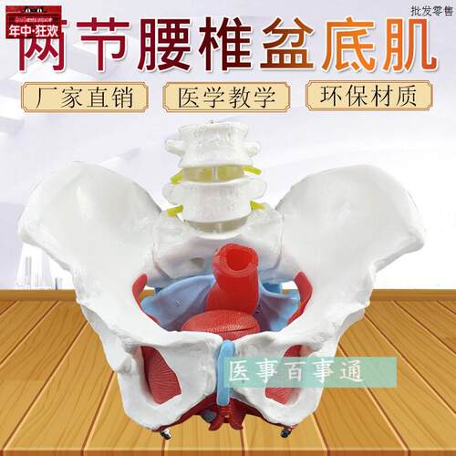 女性骨盆模型骨盆盆底肌模型子宫模T型盆骨分娩助产教学模型