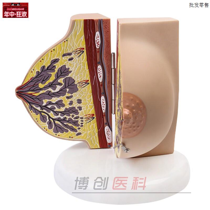 乳房模型胸模型胸部解剖模型静止期哺乳期女性乳房结a构造教学医