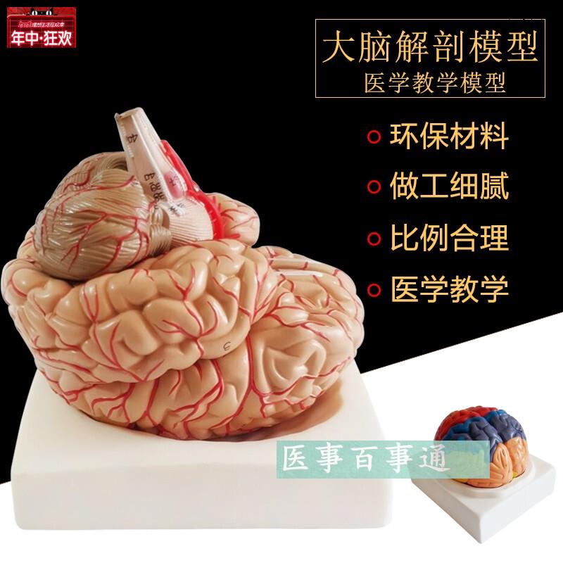 人体大型脑解剖模型人a类脑模型脑血管脑神经自然大人脑模型