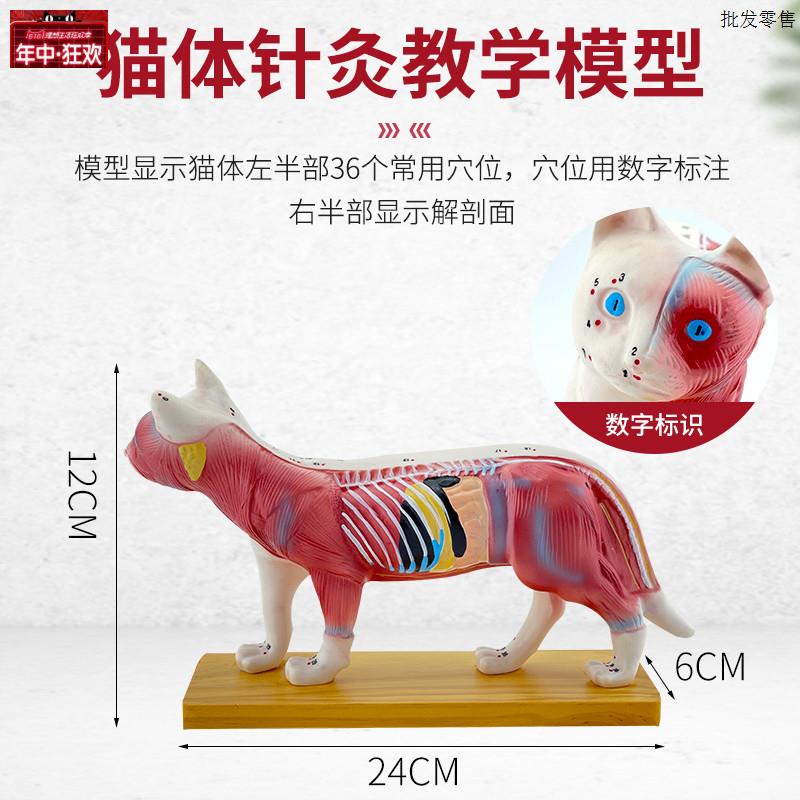 正品猫体针灸模型兽医学习动物解剖模型U宠物模型动物针灸模型