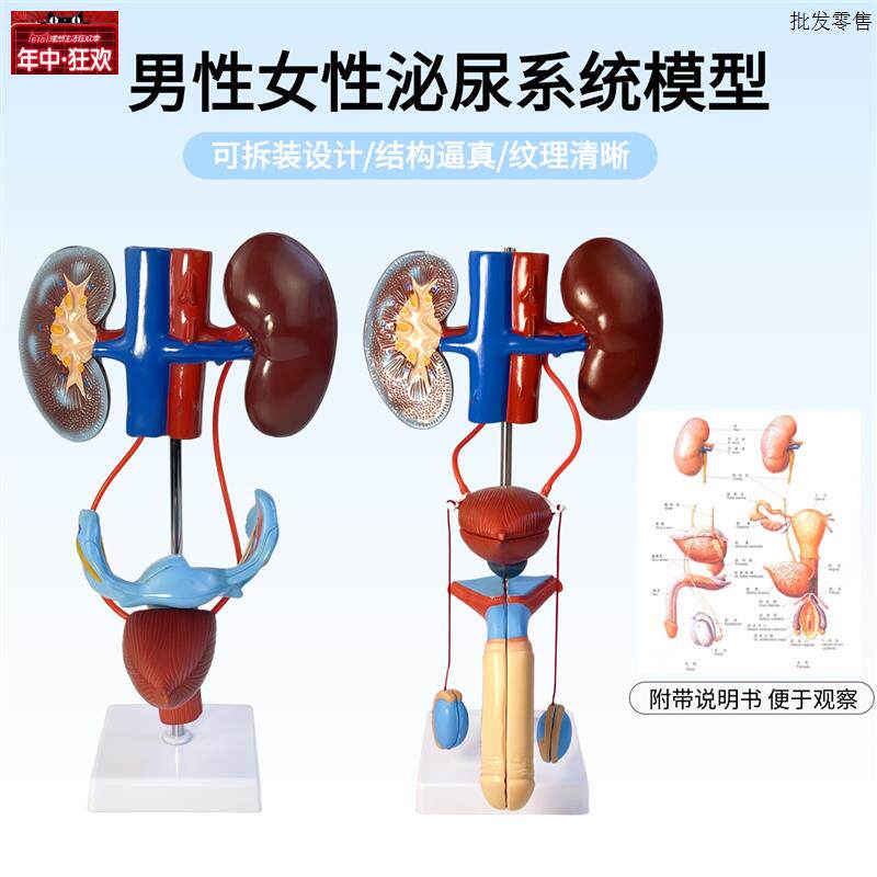 可拆装男女性泌尿生殖系统结构解剖模型人体l器官构造医院学校教